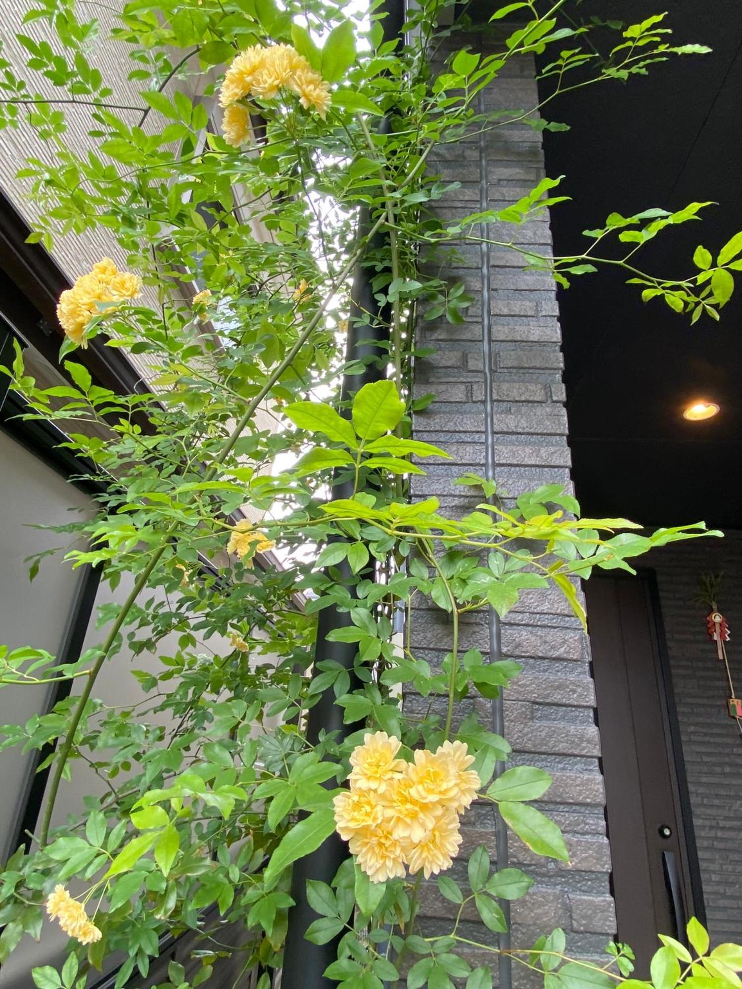 ホテル 遥華-Haruka House 京都市 エクステリア 写真